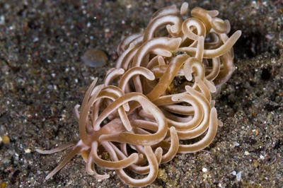 20121007-dive02_01