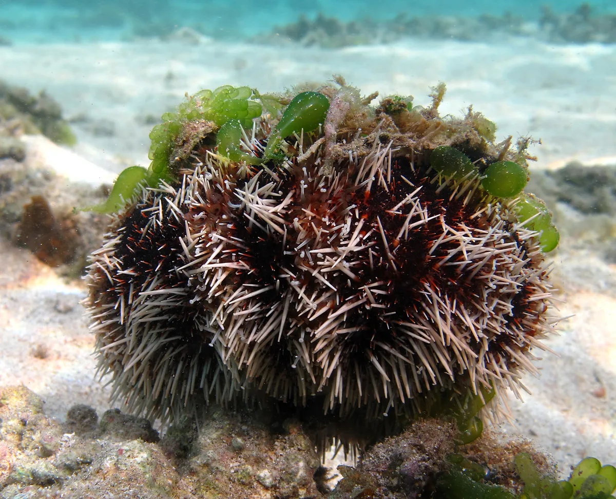 Collector Urchin