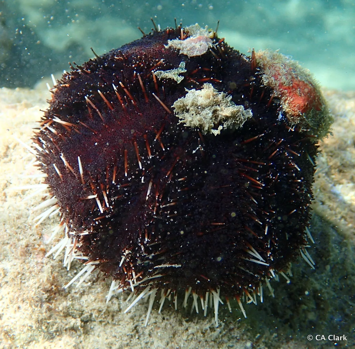 Collector Urchin