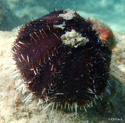 Collector Urchin
