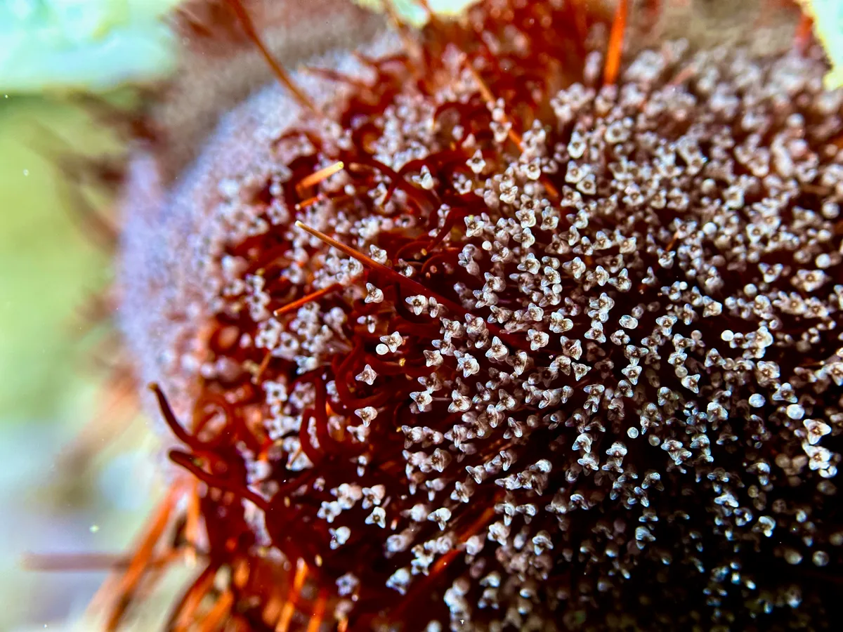 Collector Urchin