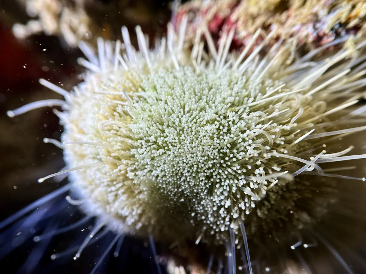 Collector Urchin