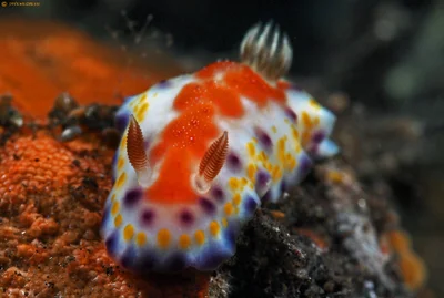 Goniobranchus collingwoodi