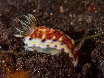 Goniobranchus collingwoodi