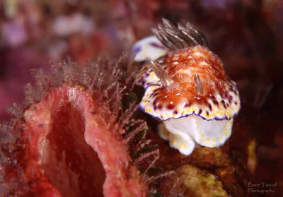 Nudibranch - Collingwood's Goniobranchus