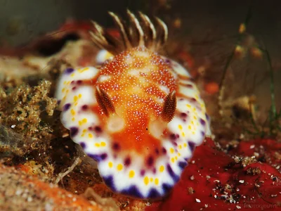 Goniobranchus collingwoodi