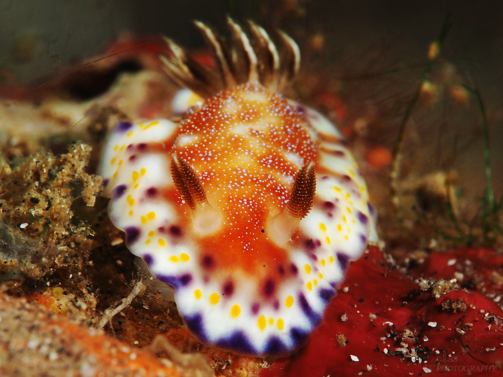 Goniobranchus collingwoodi