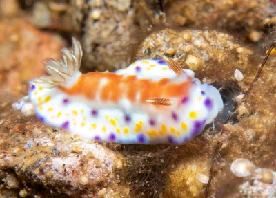Goniobranchus collingwoodi