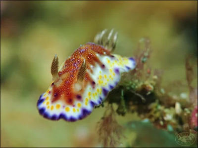 Nudibranch (Goniobranchus collingwoodi)