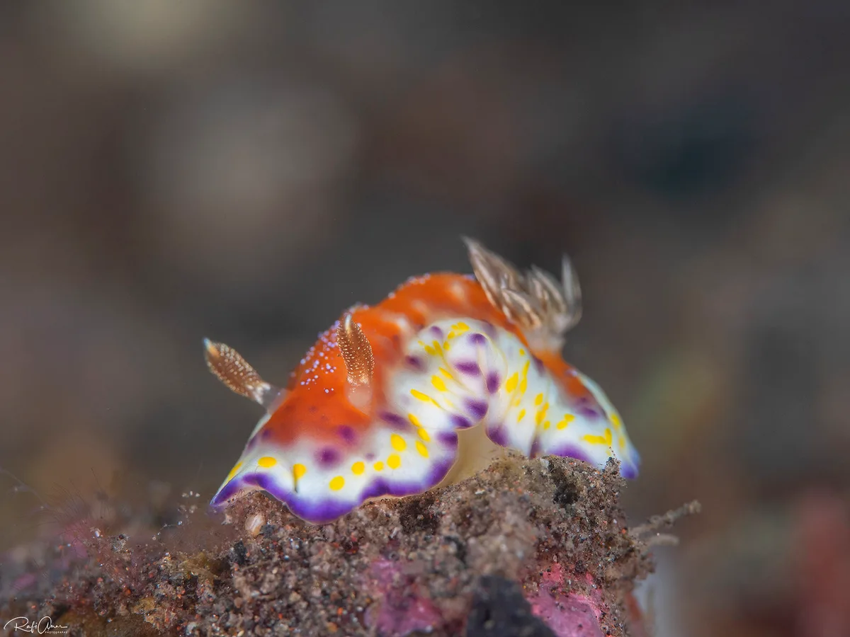 Collingwood's Goniobranchus - Goniobranchus collingwoodi