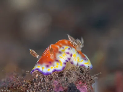 Collingwood's Goniobranchus - Goniobranchus collingwoodi
