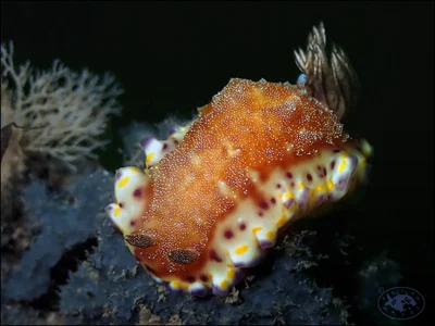 Nudibranch (Goniobranchus collingwoodi)