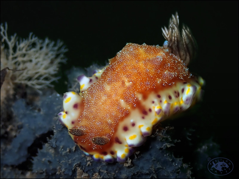 Nudibranch (Goniobranchus collingwoodi)