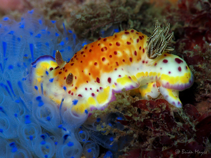 Nudibranch (Goniobranchus cf. collingwoodi)
