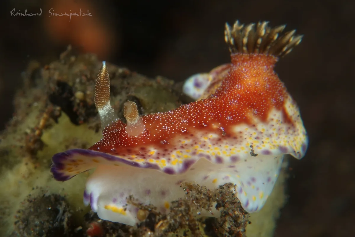 Goniobranchus collingwoodi