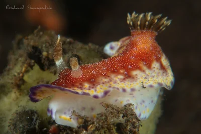 Goniobranchus collingwoodi