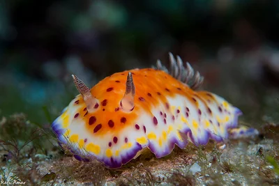 Collingwood's Chromodorid - Goniobranchus collingwoodi