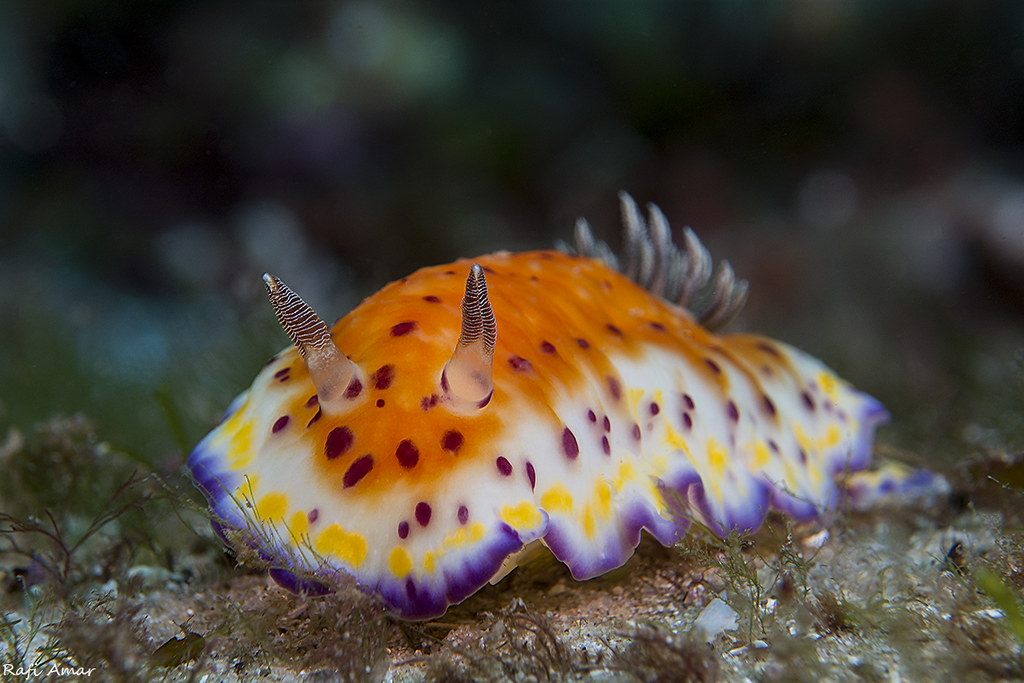 Collingwood's Chromodorid - Goniobranchus collingwoodi