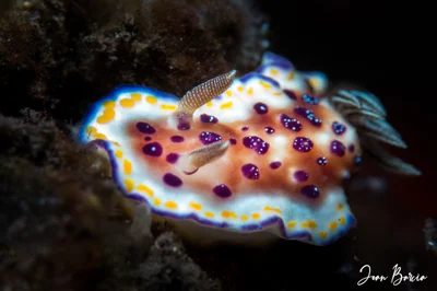 Goniobranchus collingwoodi (Bali)