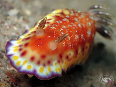 Nudibranch (Goniobranchus collingwoodi)