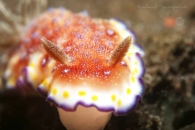 Goniobranchus collingwoodi