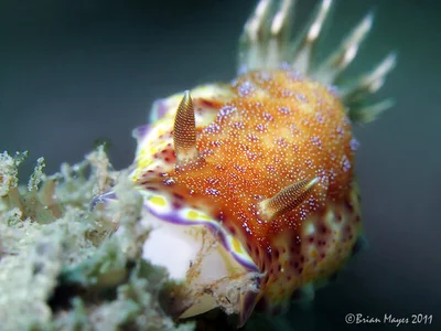 Nudibranch (Goniobranchus collingwoodi)