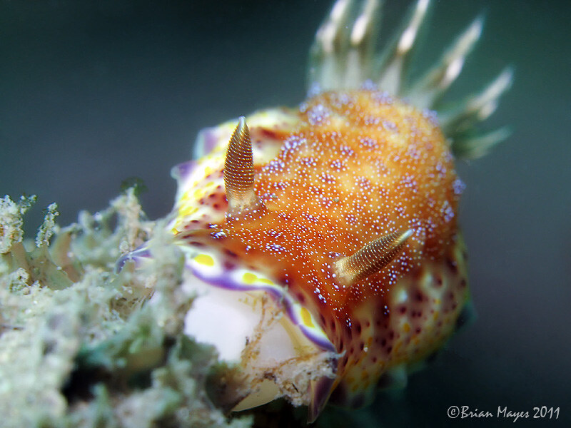 Nudibranch (Goniobranchus collingwoodi)
