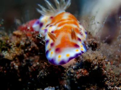 Goniobranchus collingwoodi
