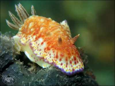 Nudibranch (Goniobranchus collingwoodi)