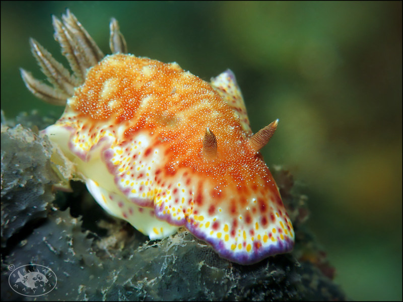 Nudibranch (Goniobranchus collingwoodi)