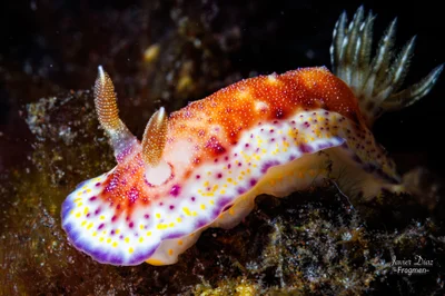 Goniobranchus collingwoodi. Tulamben. Bali.