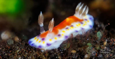 Goniobranchus collingwoodi. Tulamben. Bali.