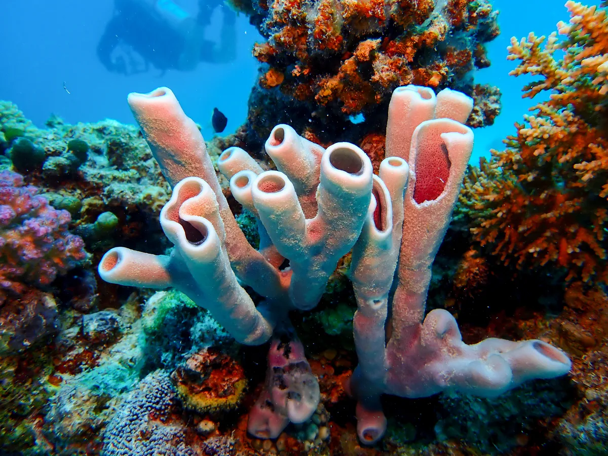 Colonial Tube-sponge
