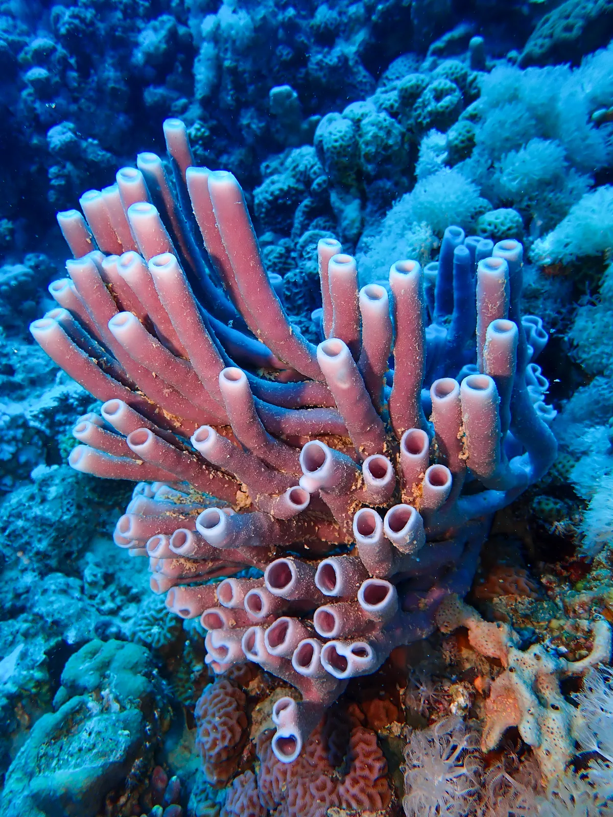 Colonial Tube-sponge