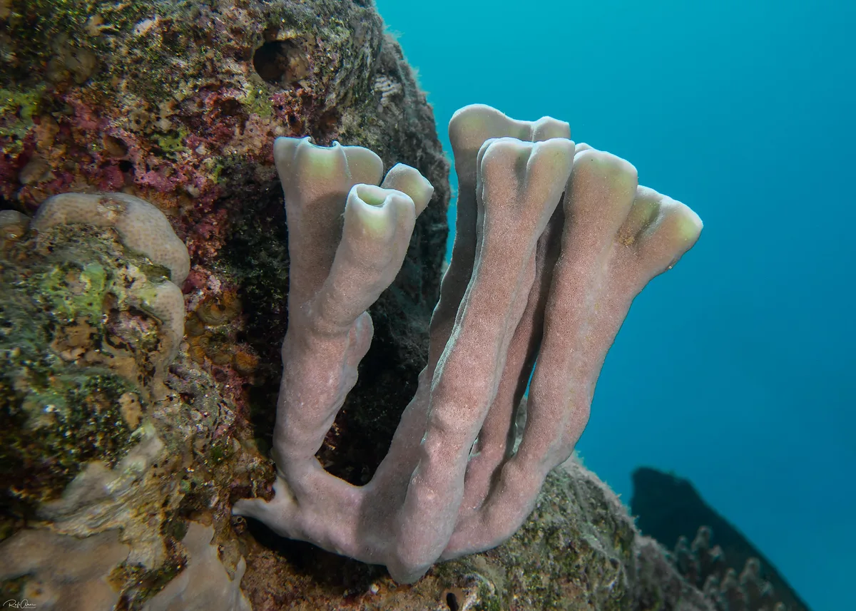 Callyspongia siphonella - Colonial Tube Sponge