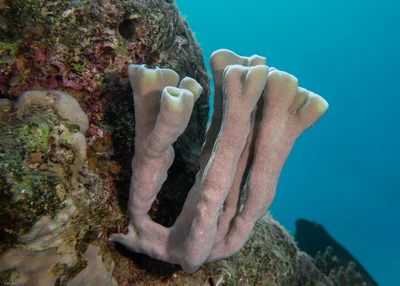 Callyspongia siphonella - Colonial Tube Sponge