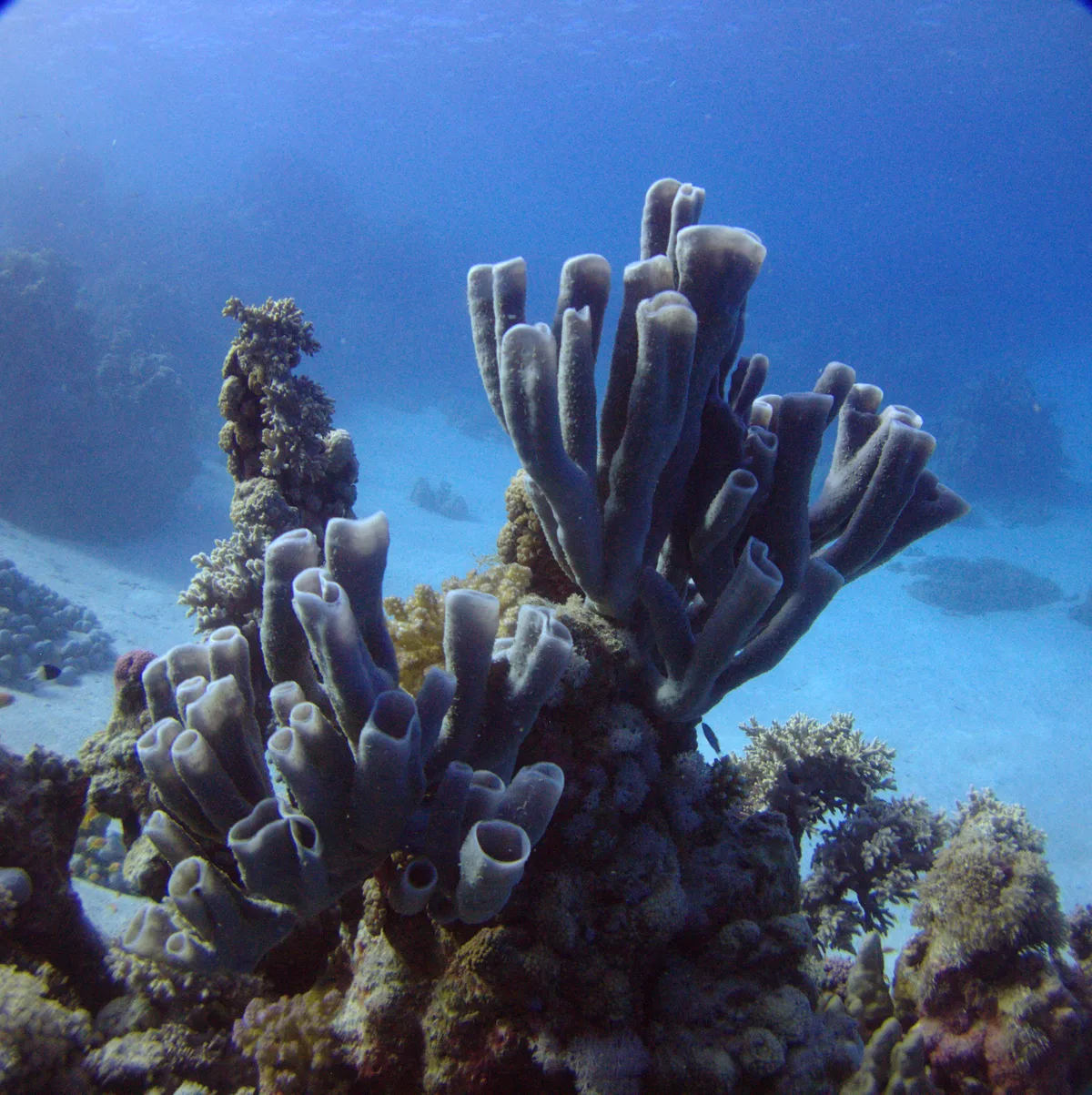 Colonial tube-sponge