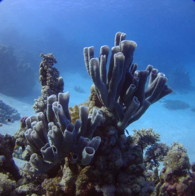 Colonial tube-sponge