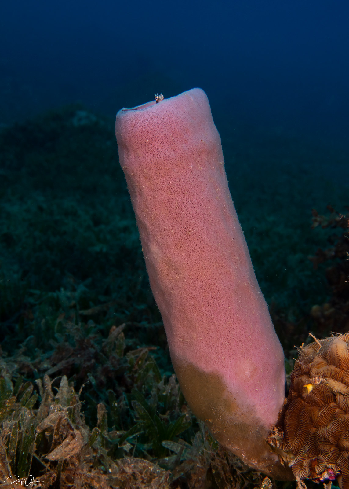 Callyspongia siphonella - Colonial Tube Sponge