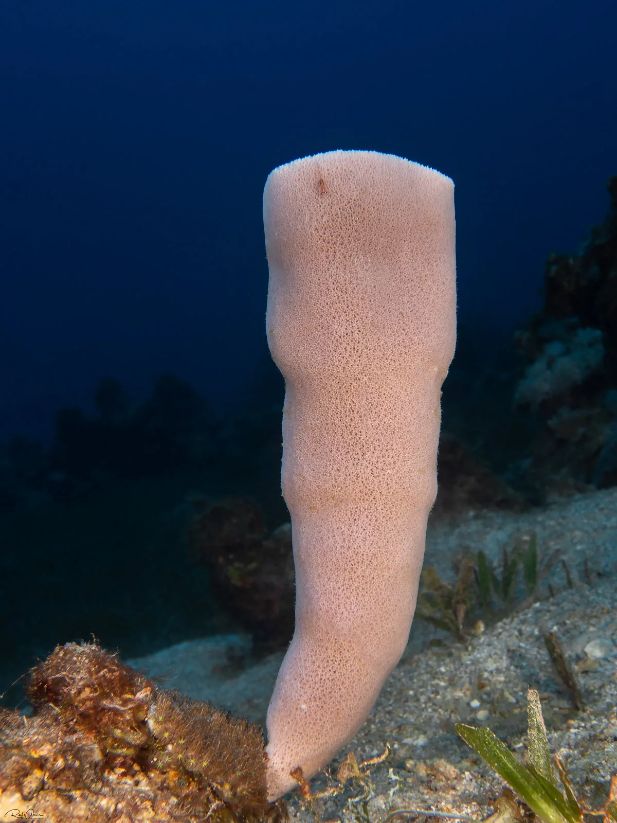 Callyspongia siphonella - Colonial Tube Sponge