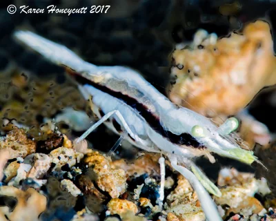 Pontoniopsis comanthi (Comanthus Crinoid Shrimp) - Lembeh, Indonesia