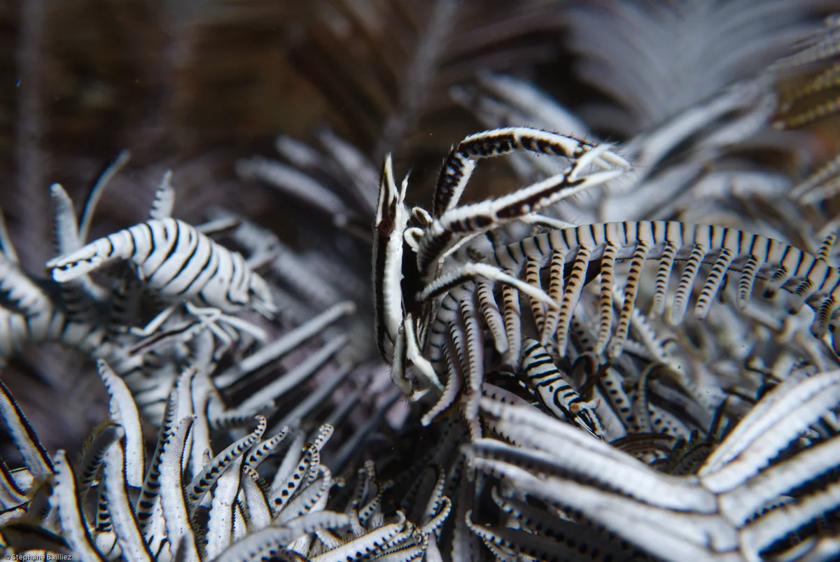 Overpopulation on crinoid
