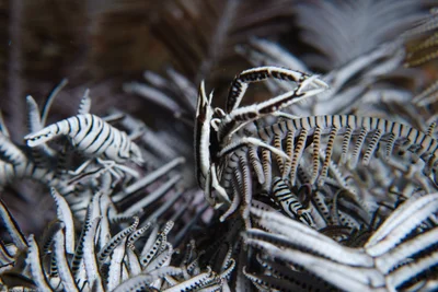 Overpopulation on crinoid