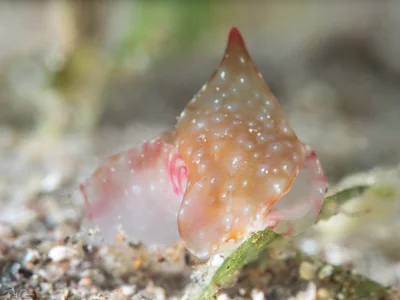 Philinopsis ctenophoraphaga