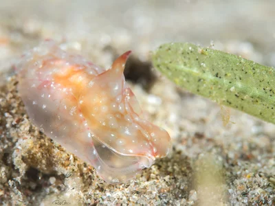 Philinopsis ctenophoraphaga
