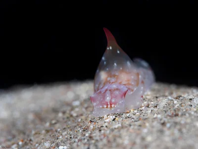 Philinopsis ctenophoraphaga