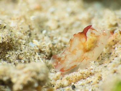Philinopsis ctenophoraphaga - Juvenile