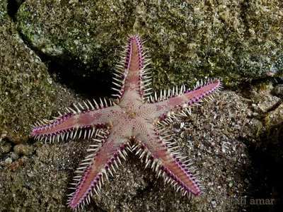 Indo-pacific Comb Starfish - Astropecten polyacanthus