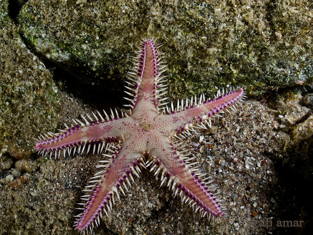 Indo-pacific Comb Starfish - Astropecten polyacanthus