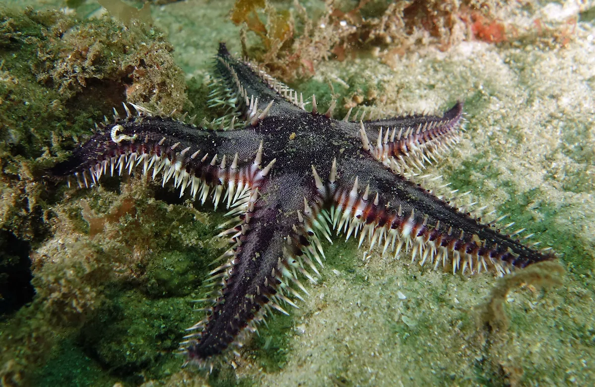 Comb star - Astropecten polyacanthus